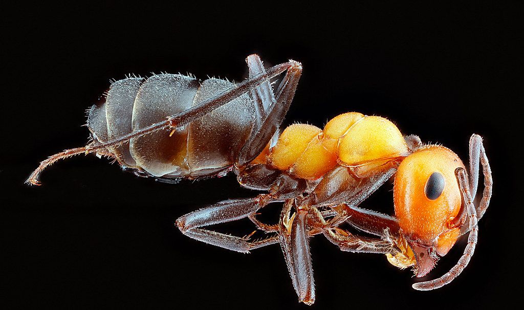 Ant Control service in Yorba Linda, CA