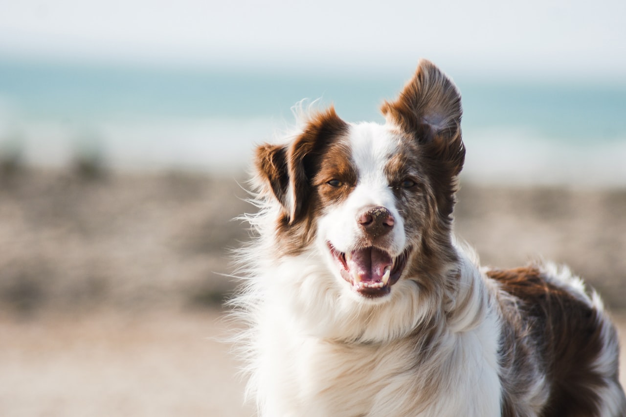Flea & Tick Control service in Yorba Linda, CA