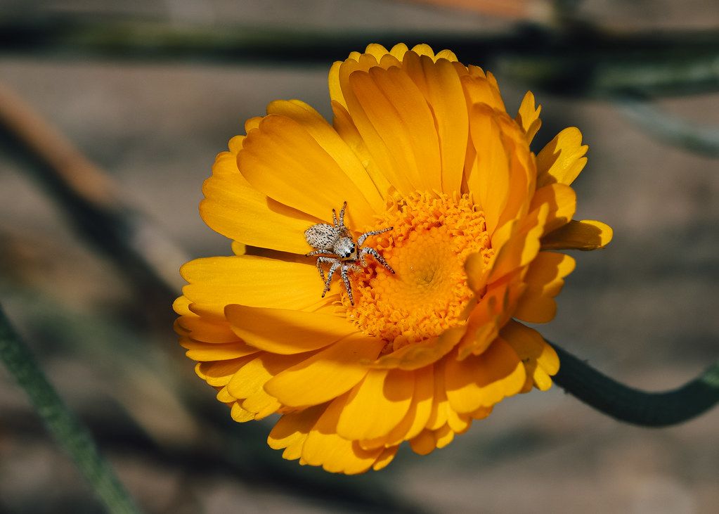 Spider Control service in Yorba Linda, CA